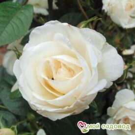 Роза Спрей белый в Ивангороде