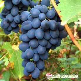 Ароматный и сладкий виноград “Августа” в Ивангороде