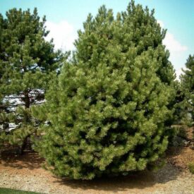 Сосна Чёрная (Pinus Nigra) в Ивангороде