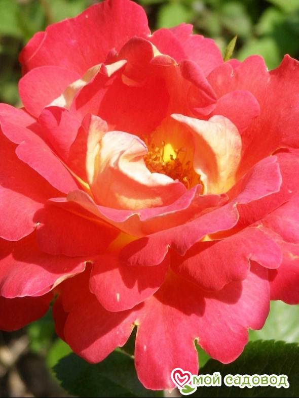 Роза Декор Арлекин