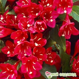 Вейгела цветущая “Ред Принц” в Ивангороде