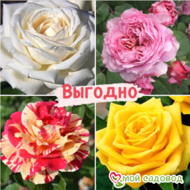 Набор Чайно-гибридные розы! в Ивангороде