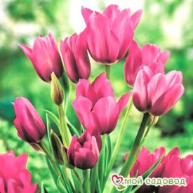 Тюльпан многоцветковый Пурпл Букет в Ивангороде