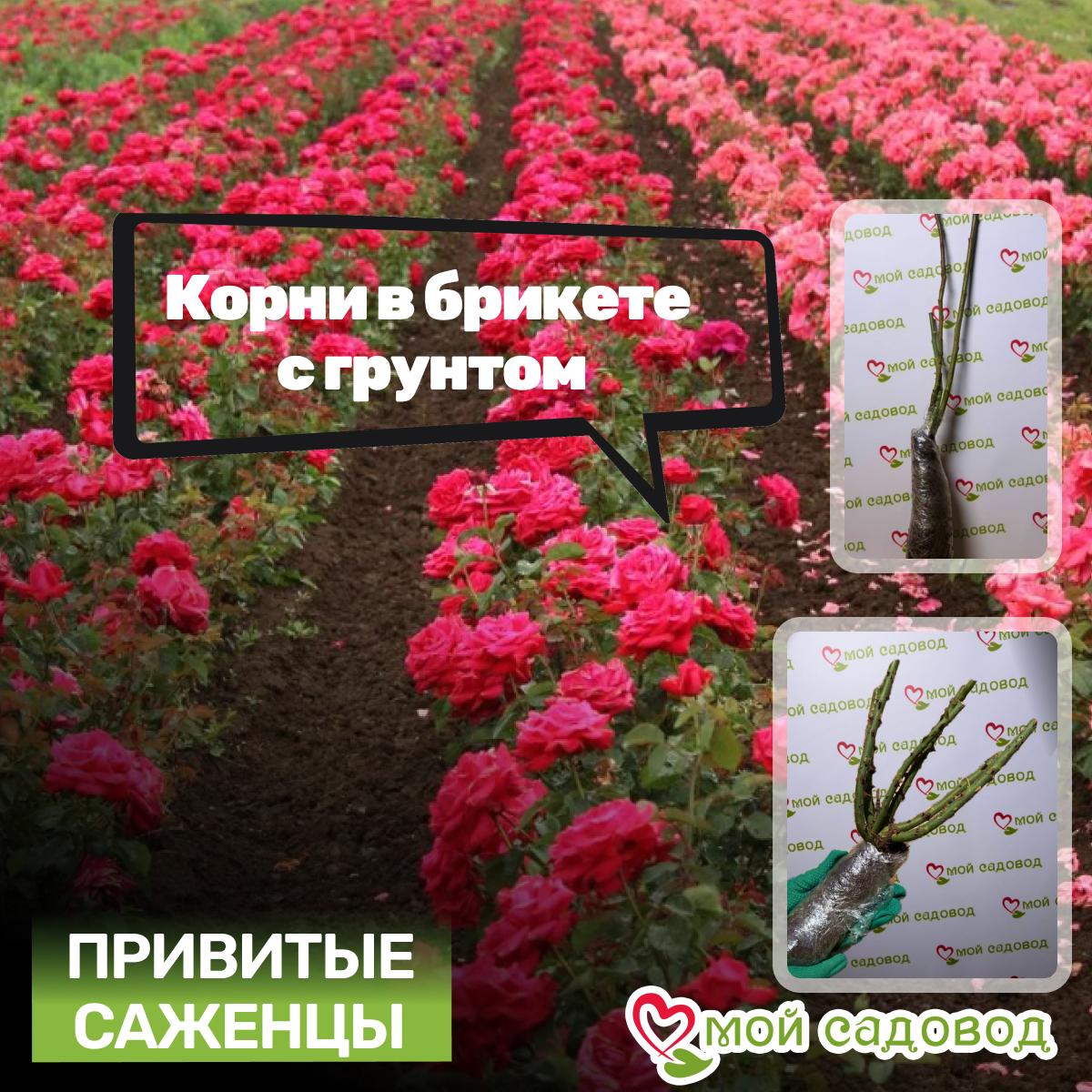 Роза Беверли чайно-гибридная