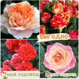 Комплект роз! Роза плетистая, спрей, чайн-гибридная и Английская роза в одном комплекте в Ивангороде
