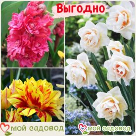 Весенний набор луковичных цветов! в Ивангороде