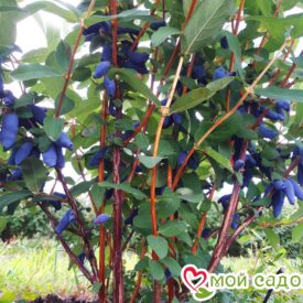 Жимолость Медовая ягода в Ивангороде