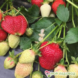 Клубника Румба (ранняя ягода) в Ивангороде
