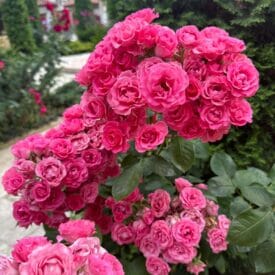 Роза Спрей розовый в Ивангороде