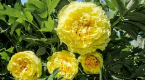 Искусство выращивания травянистого пиона Yellow Crown: от выбора саженцев до зимней защиты