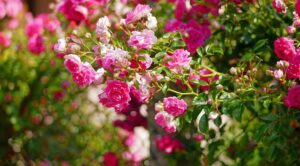 Правила посадки, выращивания и ухода за плетистой розой Эксцельза