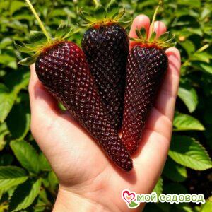 Клубника Амалия Черная