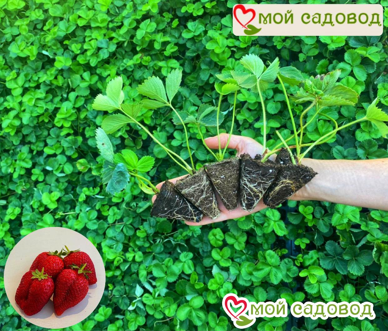 Клубника Амалия Черная